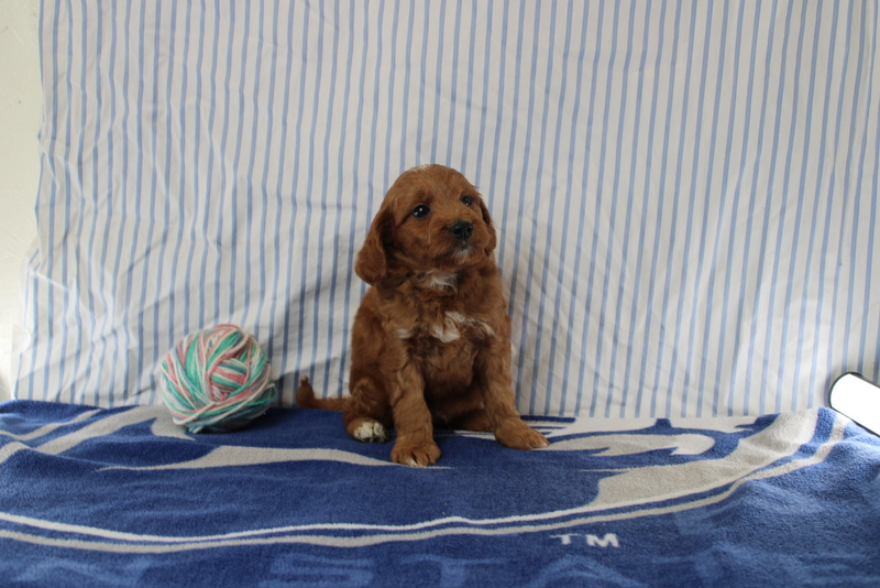 puppy, for, sale, Mini Golden Doodle F1, Matthew B. Stoltzfus, dog, breeder, Gap, PA, dog-breeder, puppy-for-sale, forsale, nearby, find, puppyfind, locator, puppylocator, aca